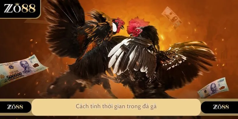 Cách tính thời gian trong đá gà